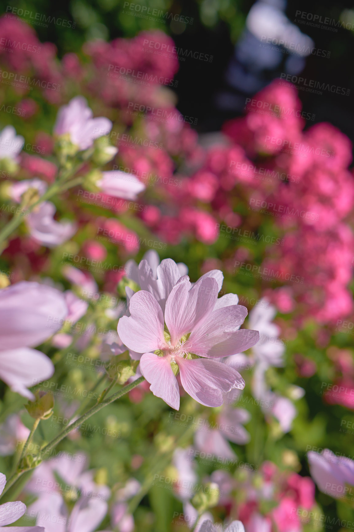 Buy stock photo Closeup of fresh Musk Mallow growing in lush green garden with copyspace. A bunch of pink field flowers, beauty in nature and peaceful ambience of outdoors. Garden picked blooms in zen backyard