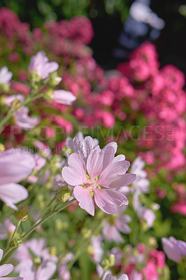 Buy stock photo Closeup of fresh Musk Mallow growing in lush green garden with copyspace. A bunch of pink field flowers, beauty in nature and peaceful ambience of outdoors. Garden picked blooms in zen backyard