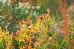 Flowers in our garden