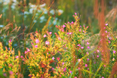 Buy stock photo Little pink flowers growing in a garden in summer. Beautiful flowering plants blossoming in a lush green park. Pretty flora blooming and sprouting in a meadow on the countryside during spring