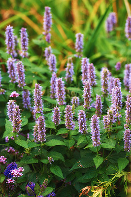 Buy stock photo Beautiful Blue fortune anise hyssop flowers growing in a lush green garden. Bright and vibrant plants bloom outdoors in a backyard or forest.  Botanical park with purple foliage on a summer day