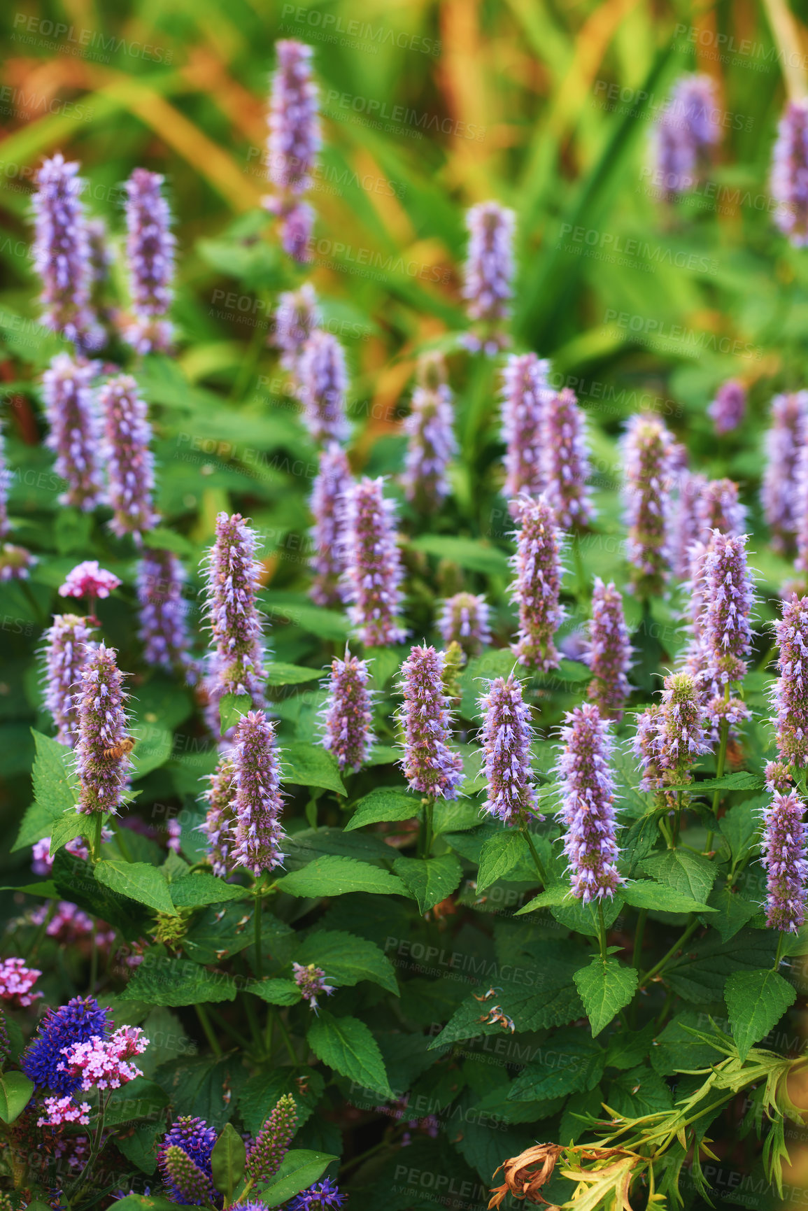 Buy stock photo Beautiful Blue fortune anise hyssop flowers growing in a lush green garden. Bright and vibrant plants bloom outdoors in a backyard or forest.  Botanical park with purple foliage on a summer day