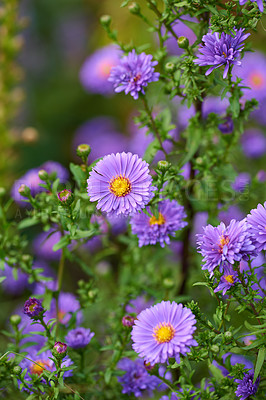 Buy stock photo Purple aster flowers growing in a garden amongst greenery in nature during summer. Violet flowering plants beginning to bloom on a meadow in spring. Bright flora blossoming on the countryside