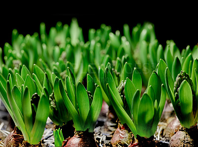 Buy stock photo Closeup of green crocus flavus flower bulbs sprouting against a black background. Tiny seedlings growing into leaves with buds to produce bright petals. Plants starting to develop and shoot in spring