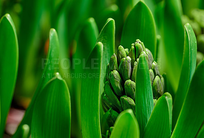 Buy stock photo Closeup of a budding hyacinth flower on a lush green shrub stem, growing in a home garden. Macro view of a hyacinthus plant with vibrant leaves on stalks blooming in a backyard landscaped flowerbed