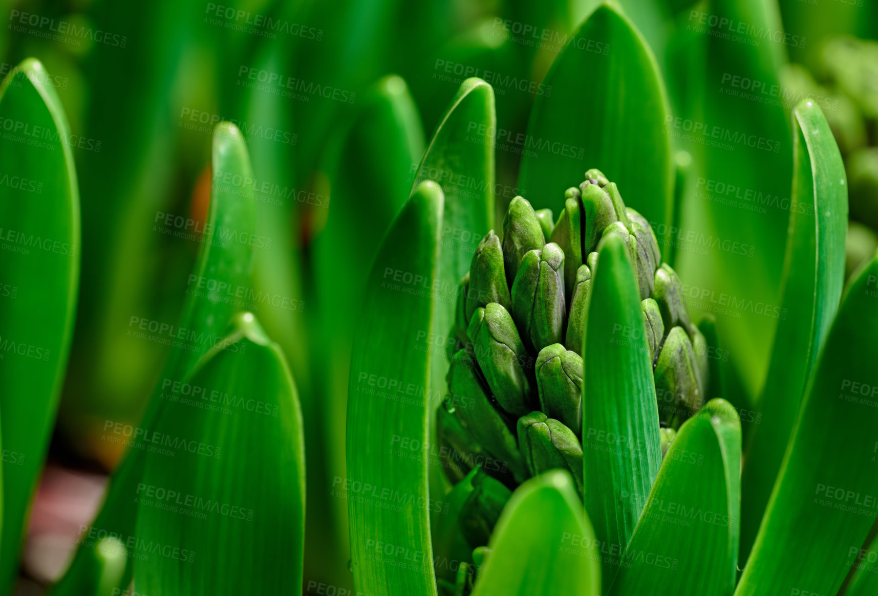 Buy stock photo Closeup of a budding hyacinth flower on a lush green shrub stem, growing in a home garden. Macro view of a hyacinthus plant with vibrant leaves on stalks blooming in a backyard landscaped flowerbed