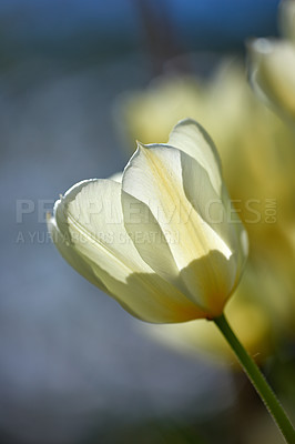Buy stock photo Closeup of white Tulips against a soft sunset light on a summers day with copyspace. Zoom in on seasonal flowers growing in a field or garden. Details, texture and natures pattern of a flowerhead