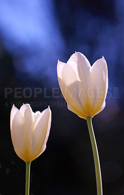 Buy stock photo Closeup of white Tulips against a black studio background with copy space. Zoom in on seasonal organic flowers growing and blossoming. Details, texture, and natural pattern of a soft flowerhead