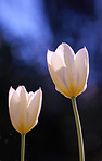 White tulips in my garden