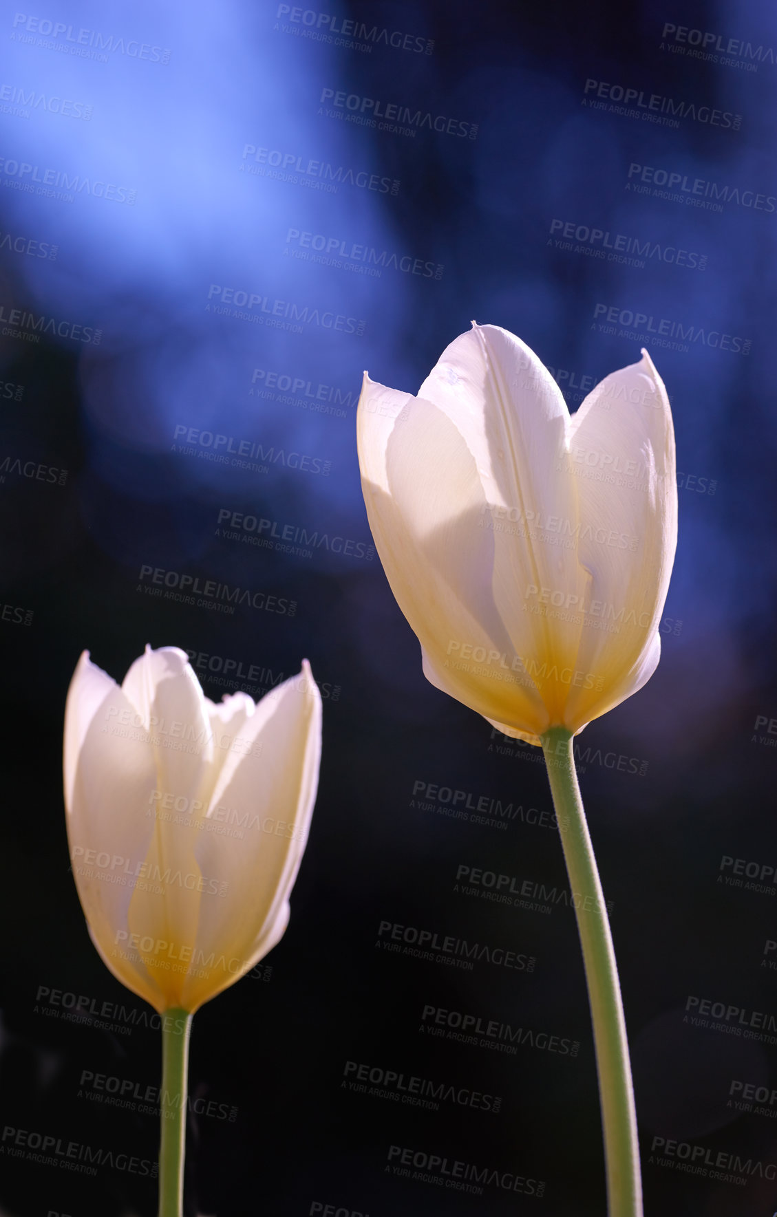 Buy stock photo Closeup of white Tulips against a black studio background with copy space. Zoom in on seasonal organic flowers growing and blossoming. Details, texture, and natural pattern of a soft flowerhead