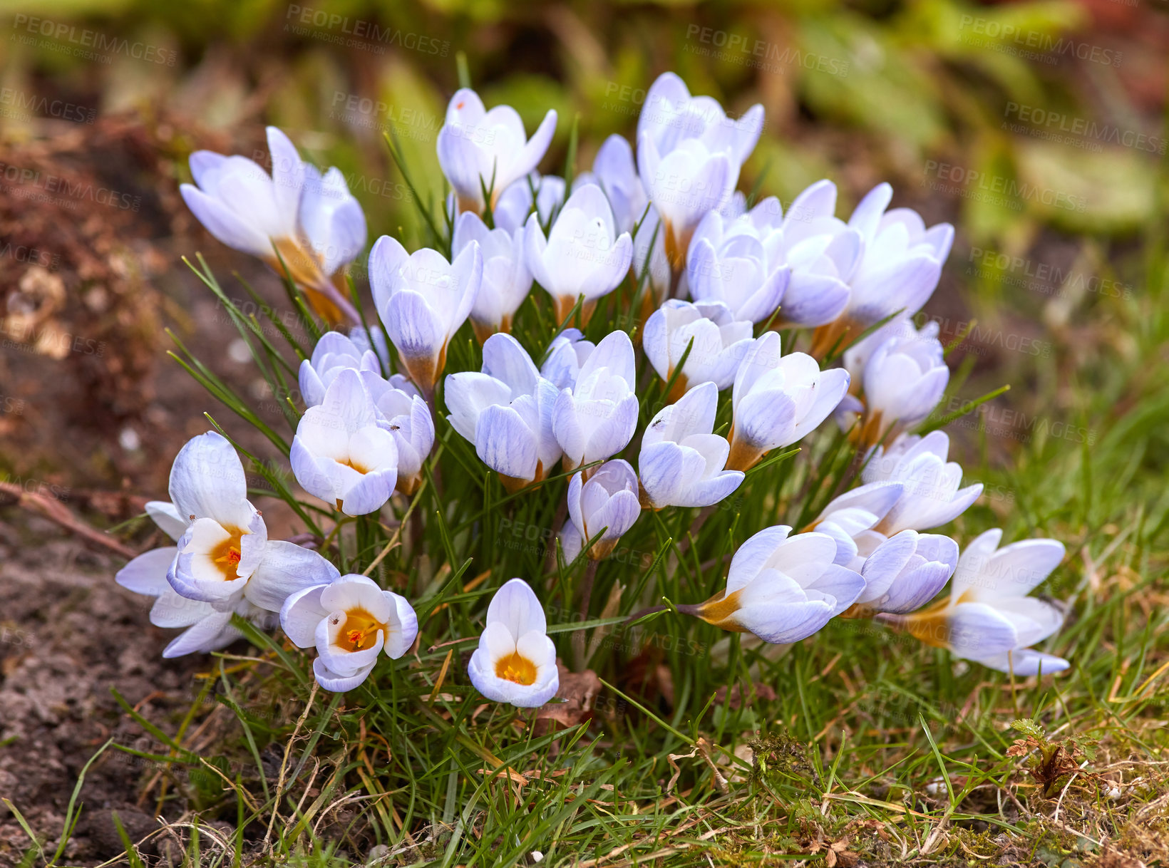 Buy stock photo Crocus flower plant growing in a backyard garden during summer. Flowers flourishing in a lush green park during springtime from above. Top view of wildflowers blossoming in a grassy meadow or field

