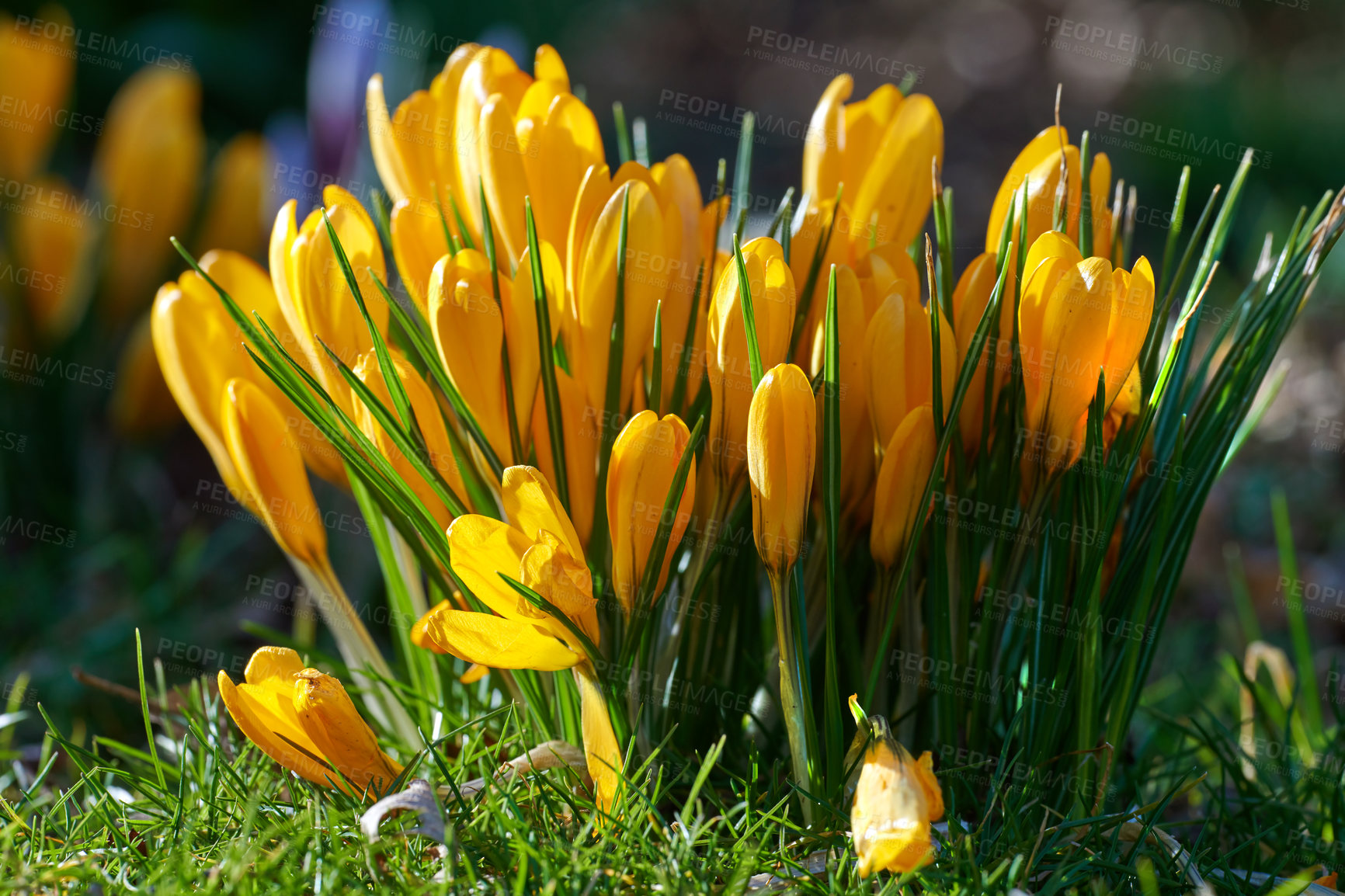Buy stock photo Yellow crocus flavus flowers growing in a garden or forest outside in the sun. Closeup of a beautiful bunch of flowering plants with vibrant petals and closed buds blossoming in nature during spring