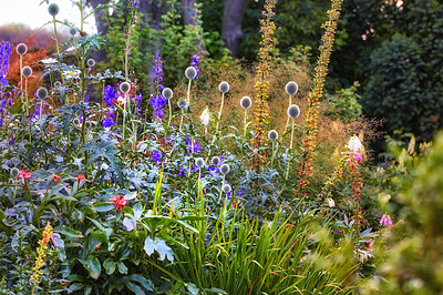 Buy stock photo Cultivated garden with bright and vibrant flowers growing outdoors in a backyard on a spring day. Purple globe thistle grown in a botanic enviroment. Various plant species in green bush in lush yard