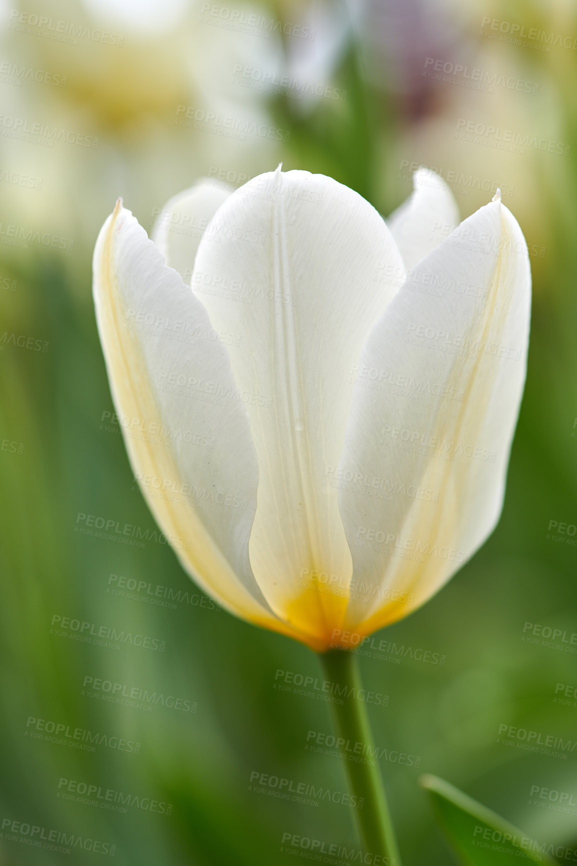 Buy stock photo Closeup of white Tulip flower petals summers day in a garden with copyspace. Zoom in on seasonal flowers growing in a field. Details, texture and natures pattern of a flowerhead 