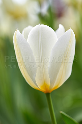 Buy stock photo Closeup of white Tulip flower petals summers day in a garden with copyspace. Zoom in on seasonal flowers growing in a field. Details, texture and natures pattern of a flowerhead 