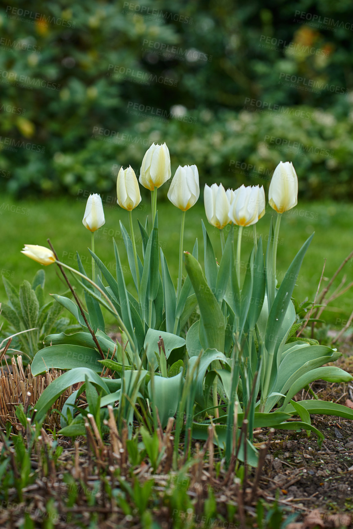 Buy stock photo White tulip buds in a garden. Beautiful bunch of tulips growing in dark soil in a backyard. Spring perennial flowering plants grown as decoration in parks and for outdoor landscaping

