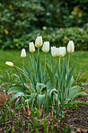 White tulips in my garden