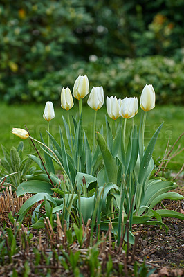 Buy stock photo White tulip buds in a garden. Beautiful bunch of tulips growing in dark soil in a backyard. Spring perennial flowering plants grown as decoration in parks and for outdoor landscaping
