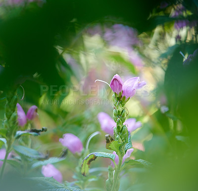 Buy stock photo Red or rose turtlehead growing in a garden outdoors. e trunk. Pink flowers blossoming, blooming and flowering in a serene, peaceful and tranquil backyard. Chelone obliqua in their natural habitat