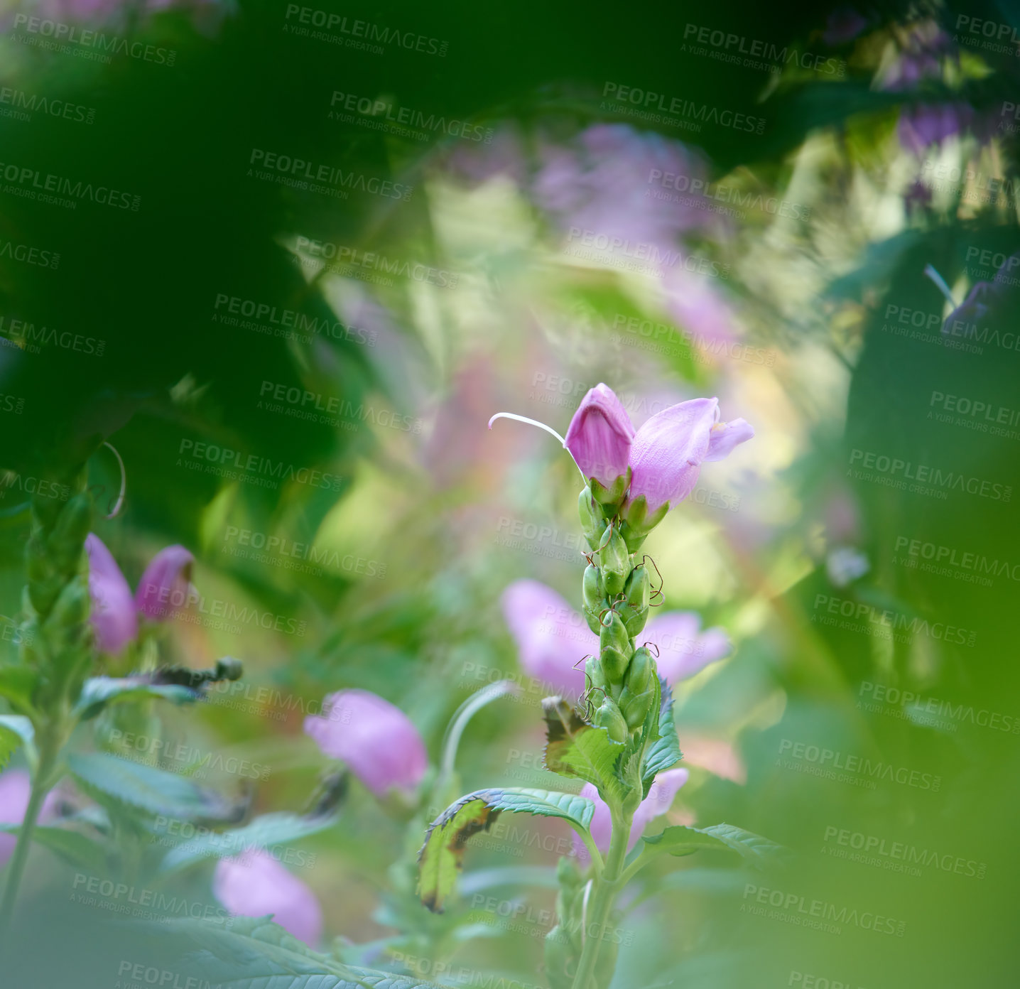 Buy stock photo Red or rose turtlehead growing in a garden outdoors. e trunk. Pink flowers blossoming, blooming and flowering in a serene, peaceful and tranquil backyard. Chelone obliqua in their natural habitat