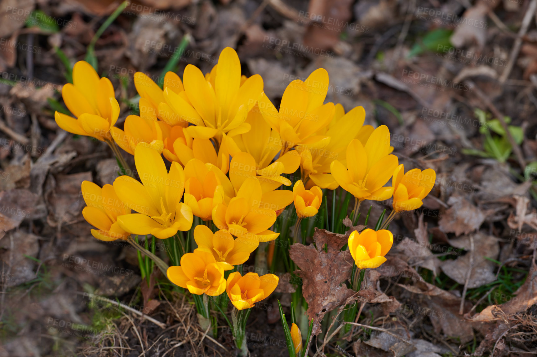 Buy stock photo Closeup of yellow crocus flowers growing in soil in a garden. Beautiful bright bunch blooming in a backyard. Crocus flavus or primerose flowering plants grown as decoration for outdoor landscaping