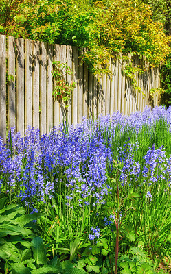 Buy stock photo Closeup of fresh blue bell growing in a green garden in spring with a wooden fence background. Purple flowers blooming and blossoming in harmony with nature. A tranquil, wildflower bed in a backyard
