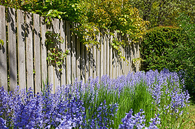 Buy stock photo Rows of Bluebell growing in a green garden in outdoors with a wooden gate background. Many bunches of blue flowers in harmony with nature, tranquil wild flowerbed in a zen, quiet backyard 