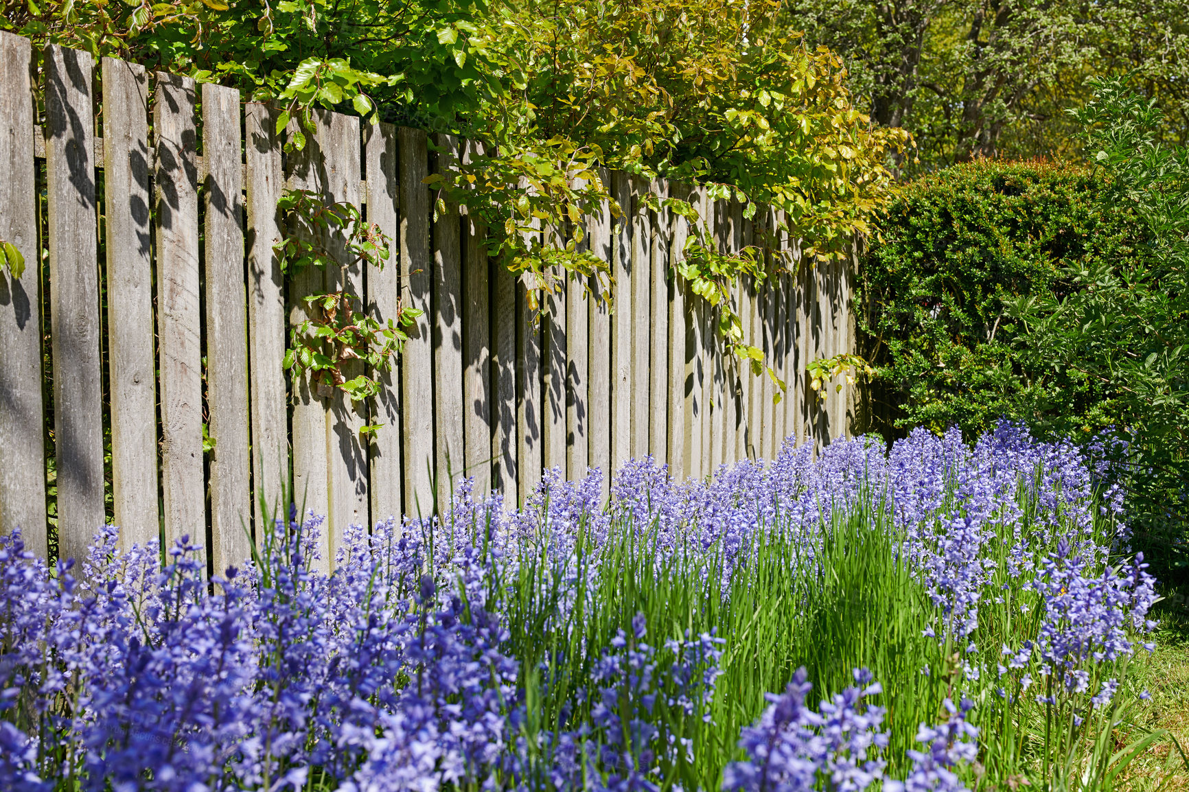 Buy stock photo Rows of Bluebell growing in a green garden in outdoors with a wooden gate background. Many bunches of blue flowers in harmony with nature, tranquil wild flowerbed in a zen, quiet backyard 