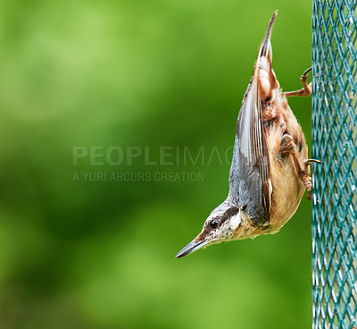 Buy stock photo Animal, food and space with bird on feeder for conservation, hunger or sustainability. Environment, seeds and spring with sparrow eating grain in green garden of home for biodiversity or ecology