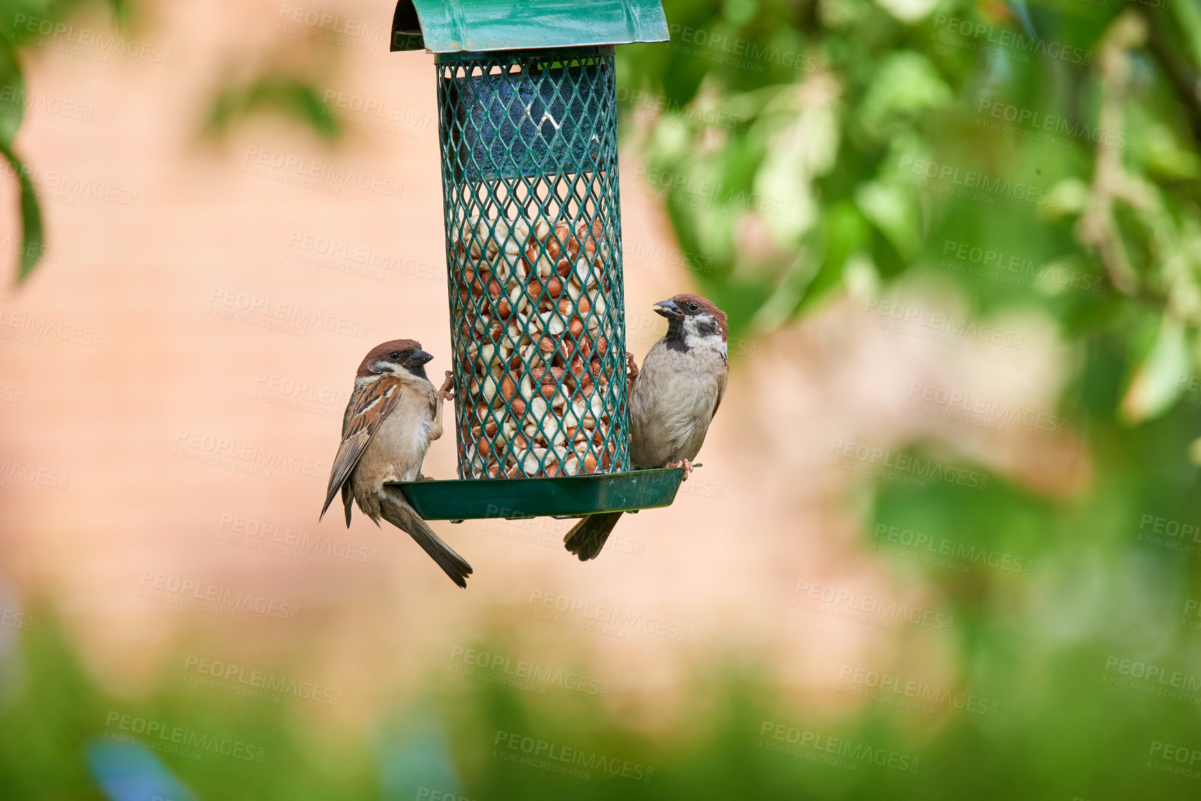 Buy stock photo Sparrows are a family of small passerine birds, Passeridae. They are also known as true sparrows, or Old World sparrows, names also used for a particular genus of the family, Passer