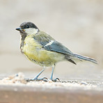 The blue tit is easily recognizable by its blue and yellow plumage