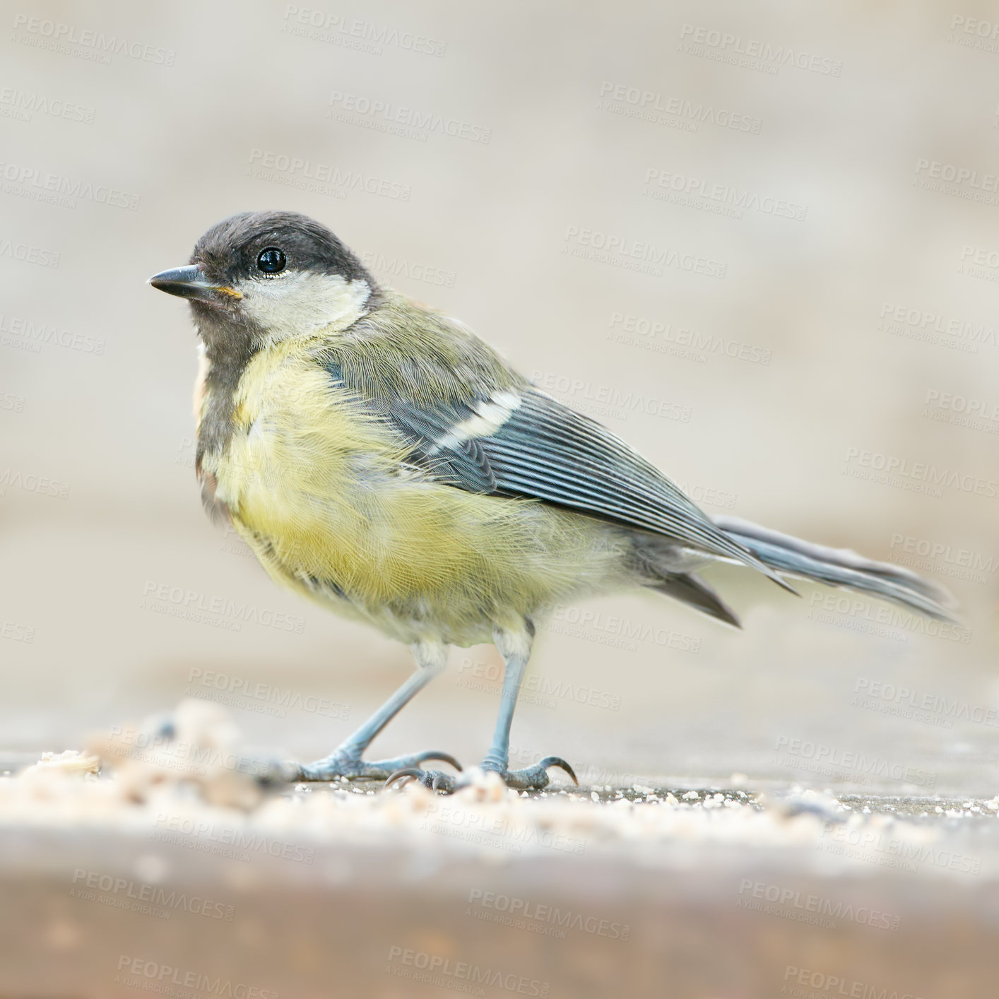 Buy stock photo The Eurasian blue tit is a small passerine bird in the tit family Paridae. The bird is easily recognisable by its blue and yellow plumage.