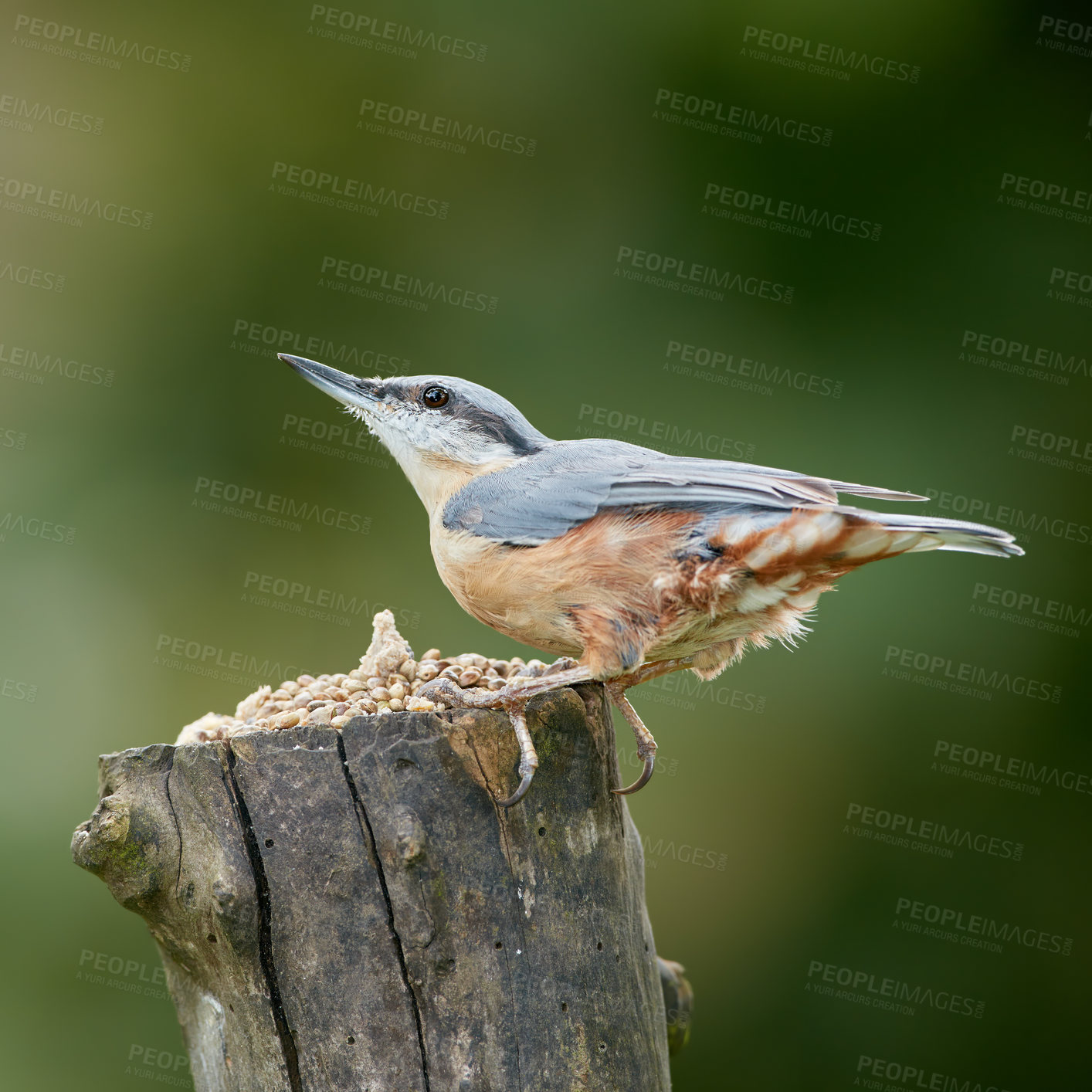 Buy stock photo Nuthatch - The nuthatches constitute a genus, Sitta, of small Sitta birds belonging to the family Sittidae. Characterised by large heads, short tails, and powerful bills and feet, nuthatches advertise their territory using loud, simple songs.