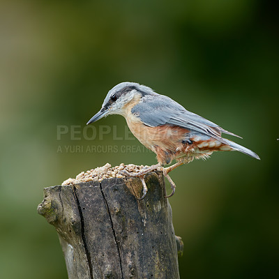 Buy stock photo Nature, branch and bird outdoor in park for eating with feathers by sustainable environment. Wildlife, animal and nuthatch avian with wings on tree trunk with food by eco friendly forest or woods.