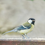 The blue tit is easily recognizable by its blue and yellow plumage