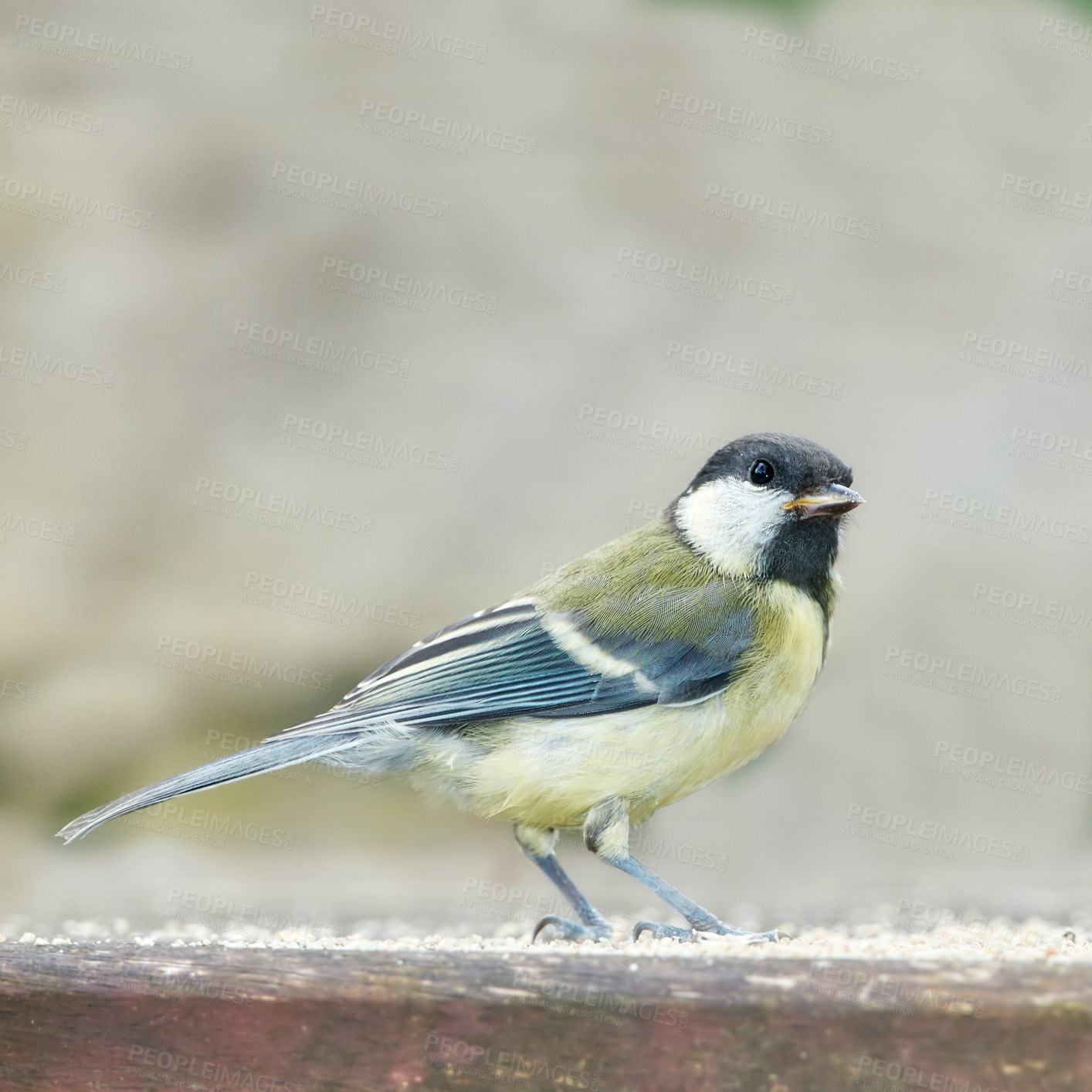 Buy stock photo The Eurasian blue tit is a small passerine bird in the tit family Paridae. The bird is easily recognisable by its blue and yellow plumage.