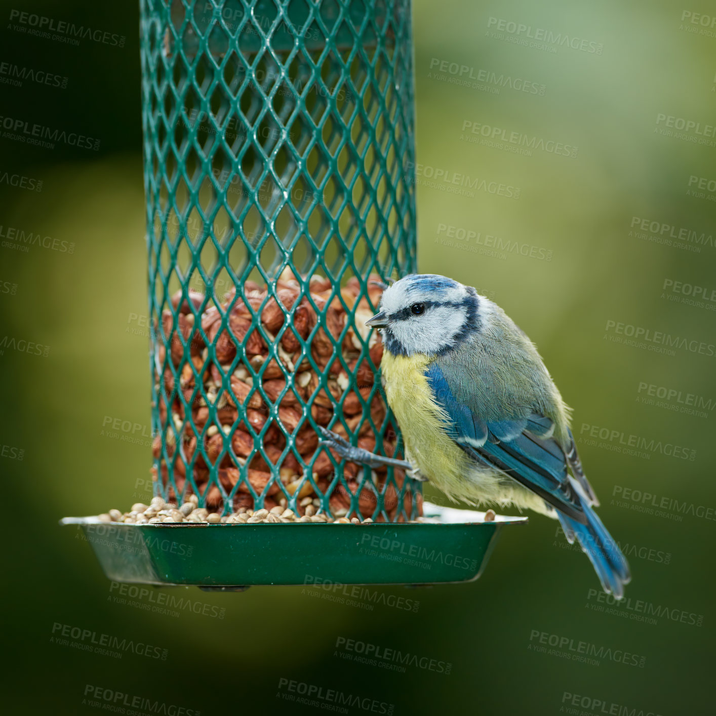 Buy stock photo The Eurasian blue tit is a small passerine bird in the tit family Paridae. The bird is easily recognisable by its blue and yellow plumage. 