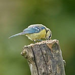 The Great Tit - Parus major