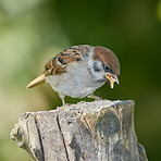 Bird watching, sparrow and stump in nature for environment, sustainability and eating in yard habitat. Garden, ecology and animal for hobby, ornithology and eurasian tit in outdoors landscape