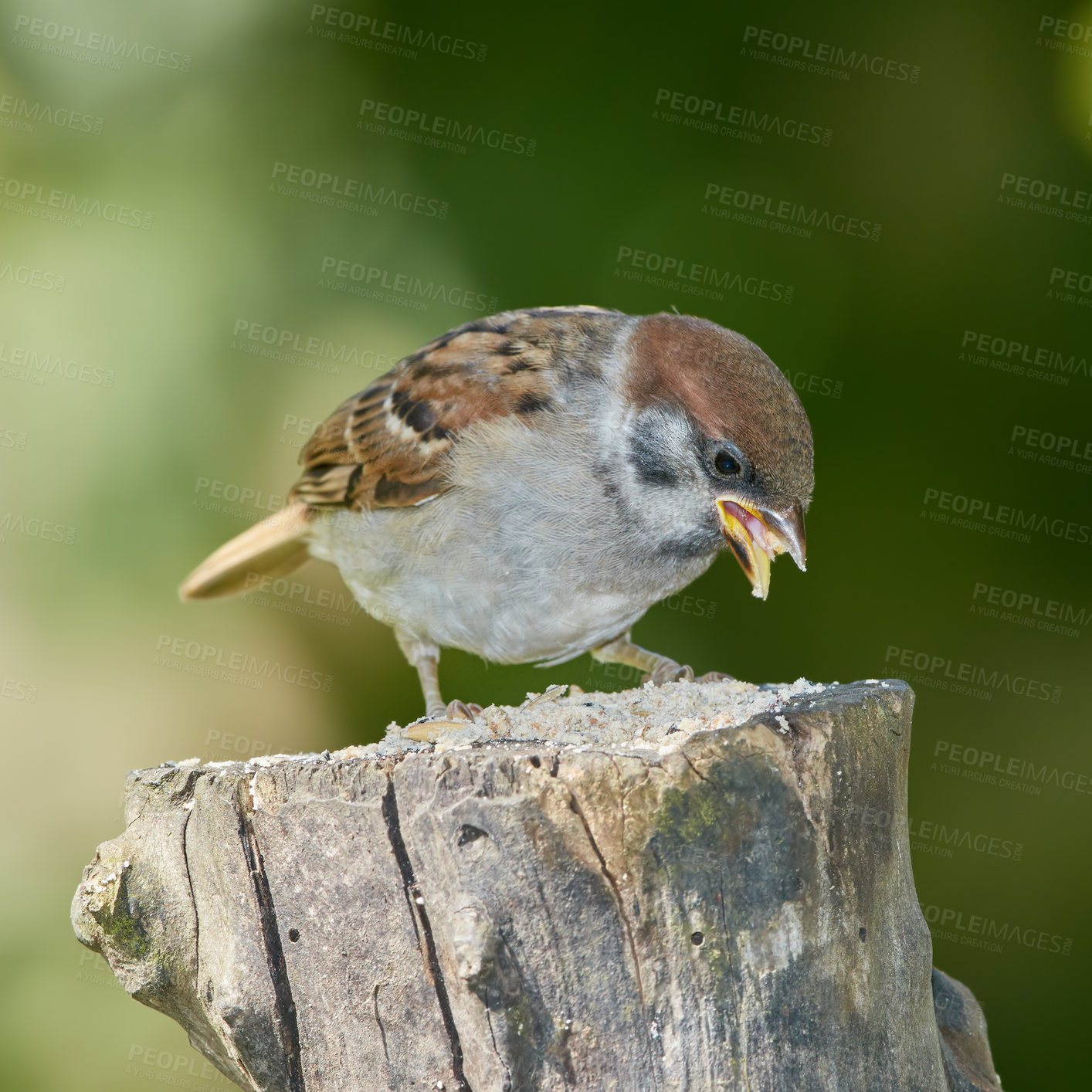 Buy stock photo Sparrows are a family of small passerine birds, Passeridae. They are also known as true sparrows, or Old World sparrows, names also used for a particular genus of the family, Passer