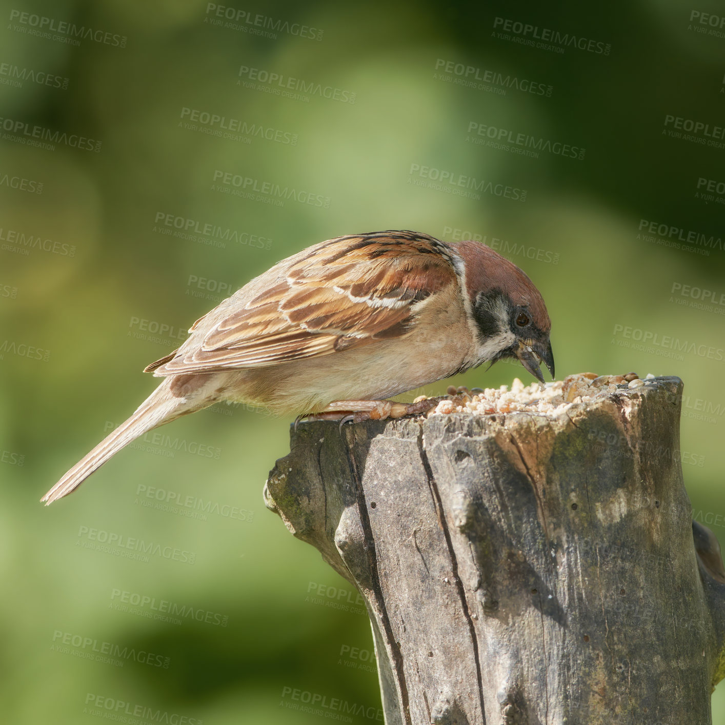 Buy stock photo Sparrows are a family of small passerine birds, Passeridae. They are also known as true sparrows, or Old World sparrows, names also used for a particular genus of the family, Passer