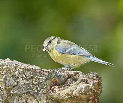 Buy stock photo The Eurasian blue tit is a small passerine bird in the tit family Paridae. The bird is easily recognisable by its blue and yellow plumage. 