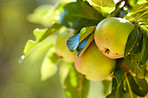 Beautiful apples in my garden