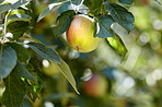 Beautiful apples in my garden