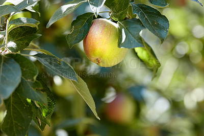 Buy stock photo A photo of tasteful and beautiful apples