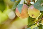 Beautiful apples in my garden