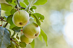 Beautiful apples in my garden