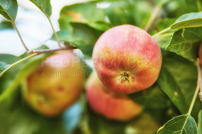 Buy stock photo A photo of tasteful and beautiful apples