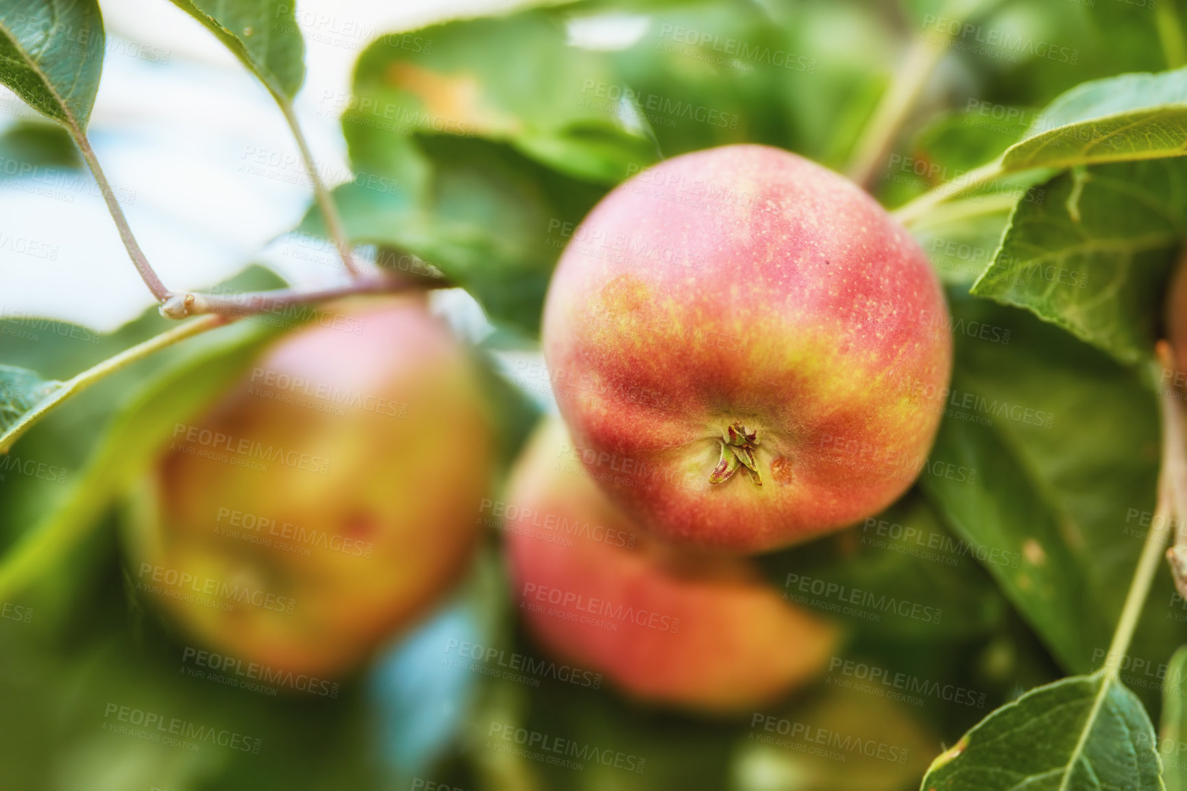 Buy stock photo A photo of tasteful and beautiful apples