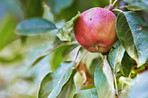 Beautiful apples in my garden